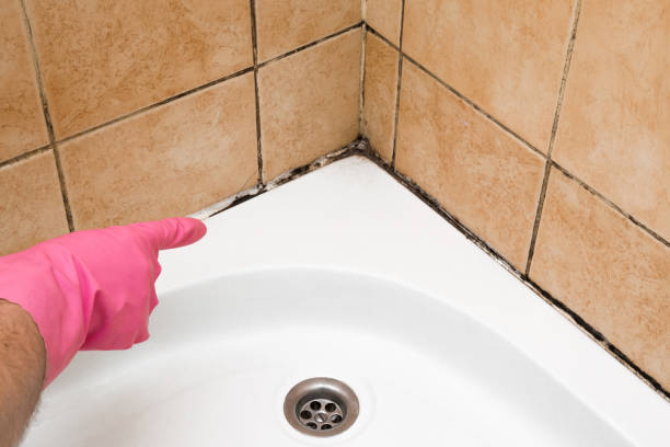 Hemphill, TX Mold Removal Company